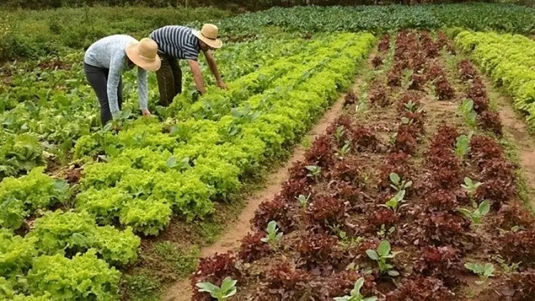 INVESTIMENTOS: Agricultura familiar de Rondônia deve receber R$ 9,2 milhões 