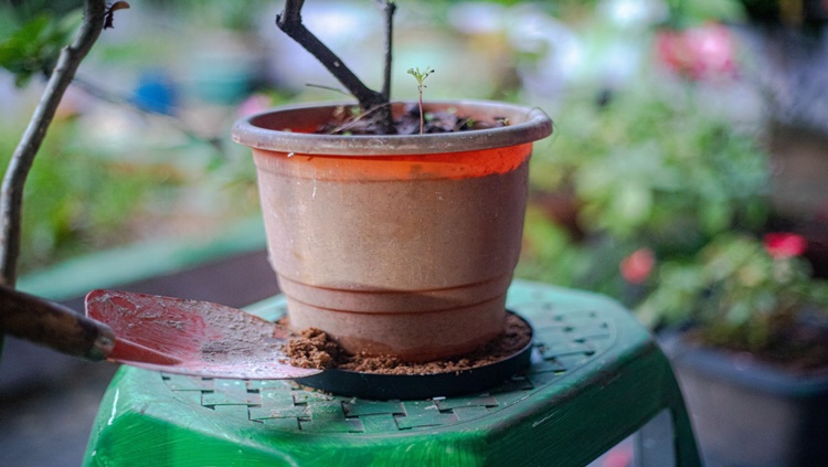 SAÚDE: Cuidados diários ajudam a combater o mosquito Aedes aegypti