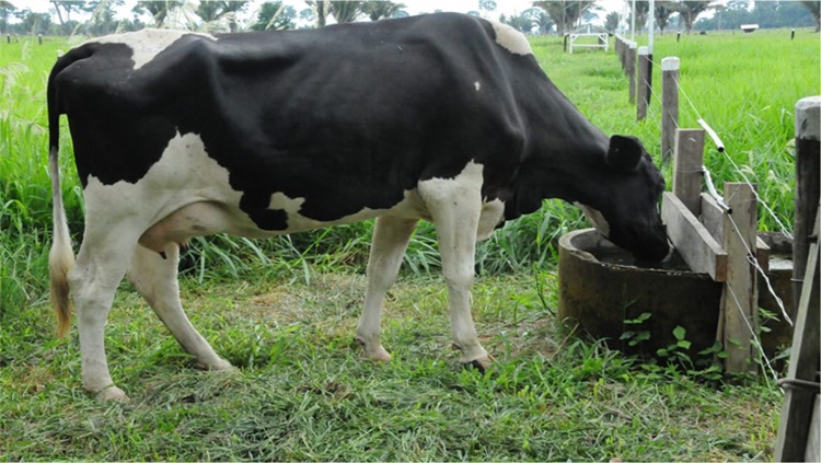 RONDÔNIA: Parceria vai oportunizar condições de igualdade aos agricultores familiares