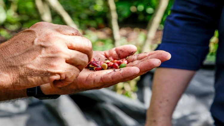 CAFEICULTURA: Produtores de café de RO solicitam ao Ministério da Economia criação de entidade ao setor