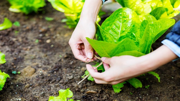 INSUMOS AGRÍCOLAS: Crédito para custeio rural antecipado pode ajudar produtor