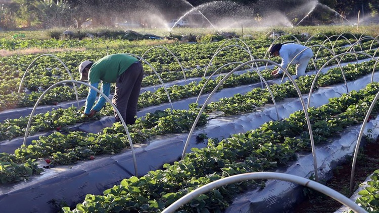 ABC: Produção sustentável tem crescimento no Brasil com apoio de programa