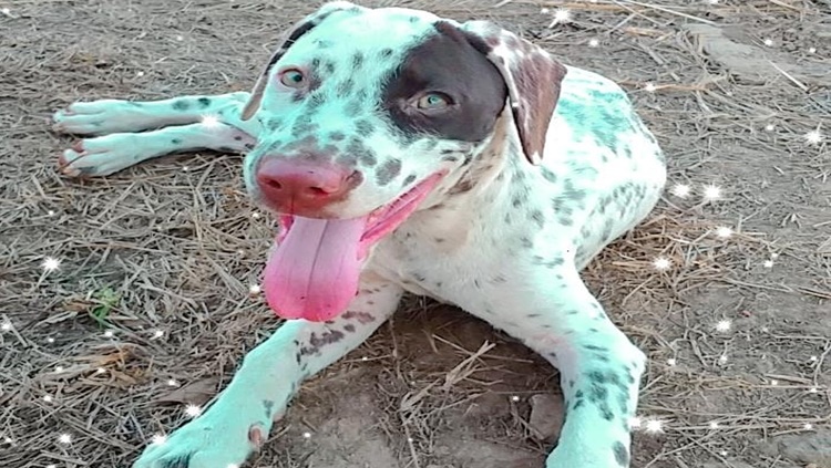 MAYA: Família pede ajuda para encontrar cachorra desaparecida na zona Leste