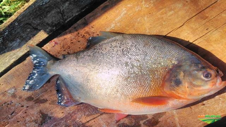 PREOCUPANTE: Após comer pacu, homem sente dores, febre, perde a voz e para de andar