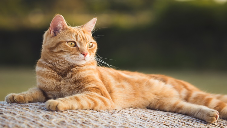 CÃES E GATOS: Porto Velho disponibiliza 72 pontos de vacinação antirrábica neste sábado (25)