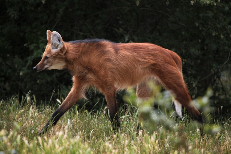 LOBO-GUARÁ: Escolhido para cédula de R$ 200, animal sofre ameaça de extinção