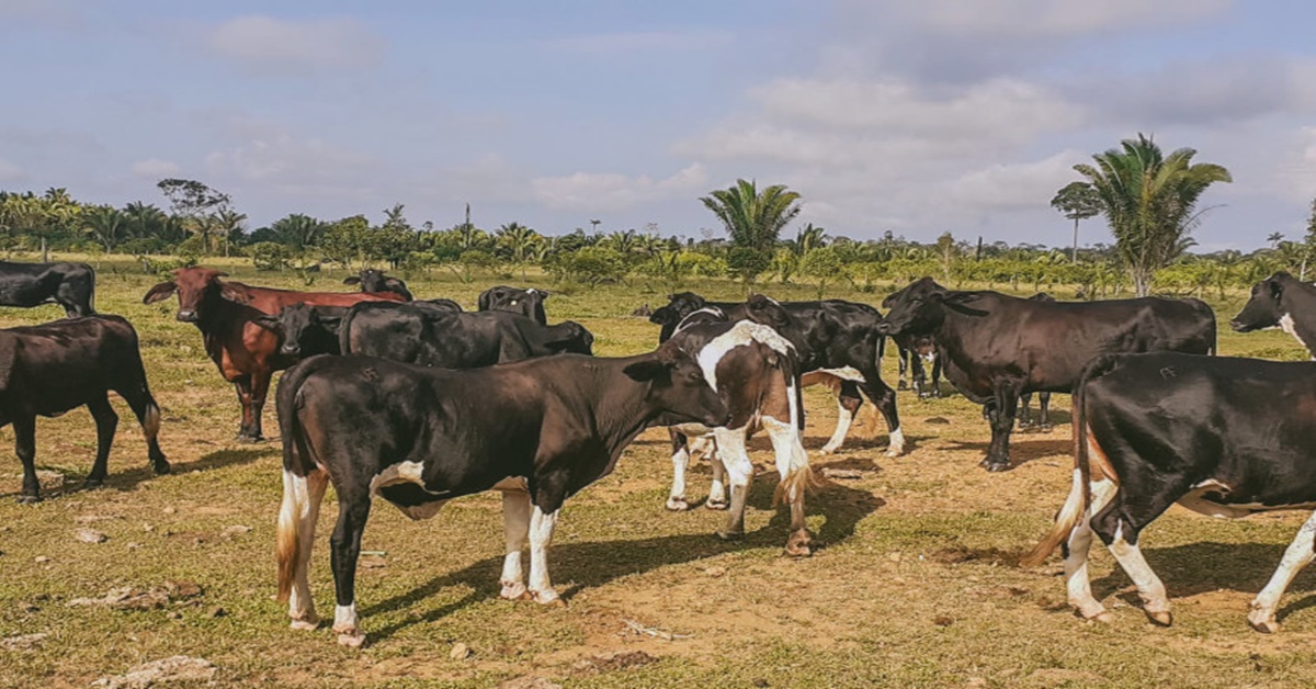 GENÉTICA LEITEIRA: Produtores serão contemplados com tecnologia em Porto Velho