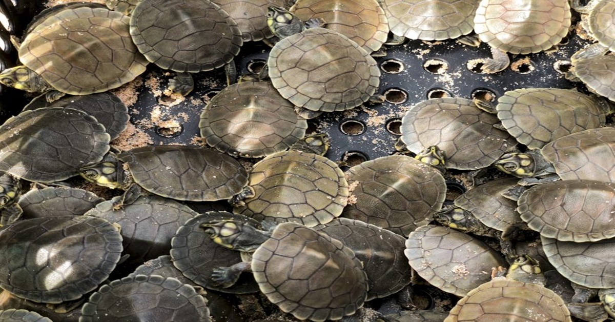 NATUREZA: Mais de 100 mil filhotes de tartaruga serão soltos no rio Guaporé