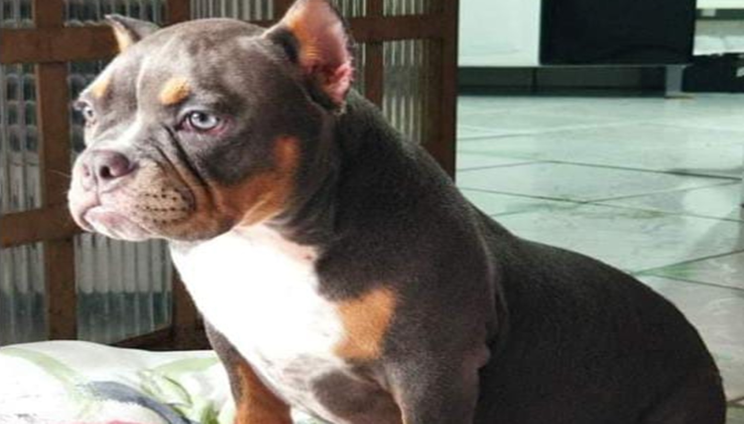 PROCURA-SE: Cachorra é supostamente furtada e donos estão desesperados