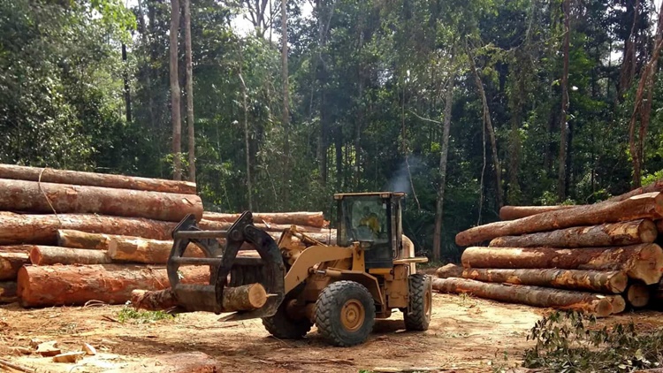 MEIO AMBIENTE:  Bancos se unem para a preservação da floresta amazônica apoiando agricultores