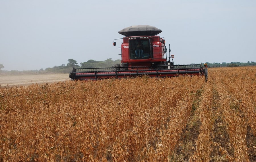 AVANÇO: Colheita de soja ultrapassa de 15% da área plantada em RO