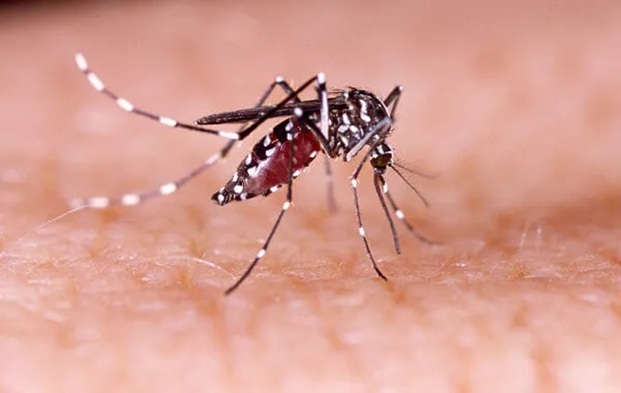 ALERTA: Aumento de 55% nos casos de dengue acende alerta no Governo do Estado