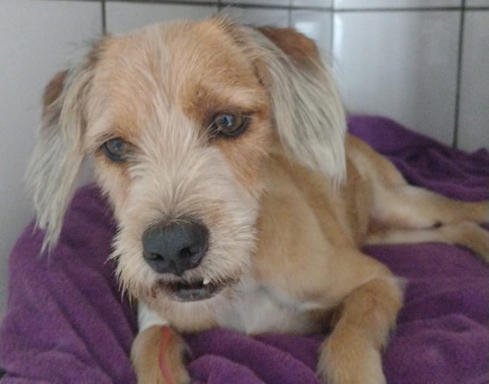 DOENÇA DO CARRAPATO: Cachorrinho necessita de doações com urgência em Porto Velho