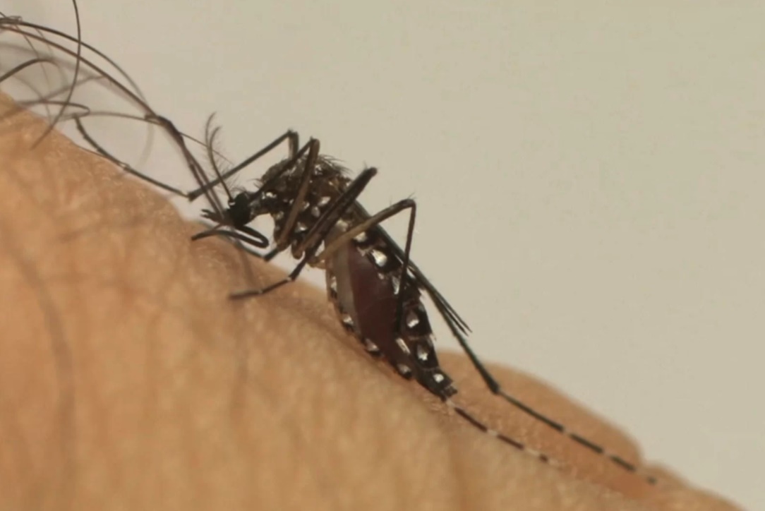 ALERTA EM RO: Em quase três meses, casos de dengue já se aproximam de todos registrados em 2021 