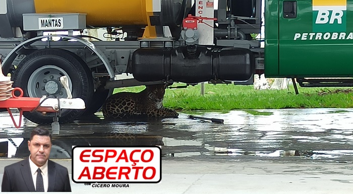 ESPAÇO ABERTO: Onça pintada é sedada e morre após operação de resgate em Vilhena