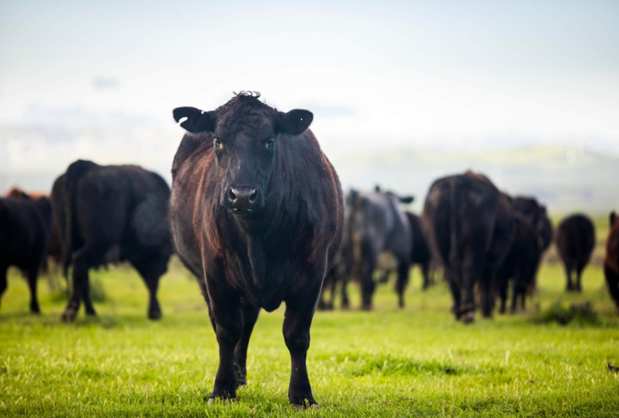 QUALIDADE: Carne de Angus Brasileiro ganhará novos mercados em 2023