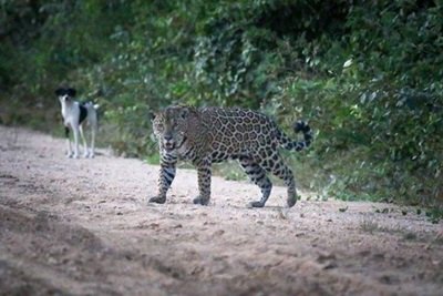 Motorista registra momento que onça pintada ataca cachorro