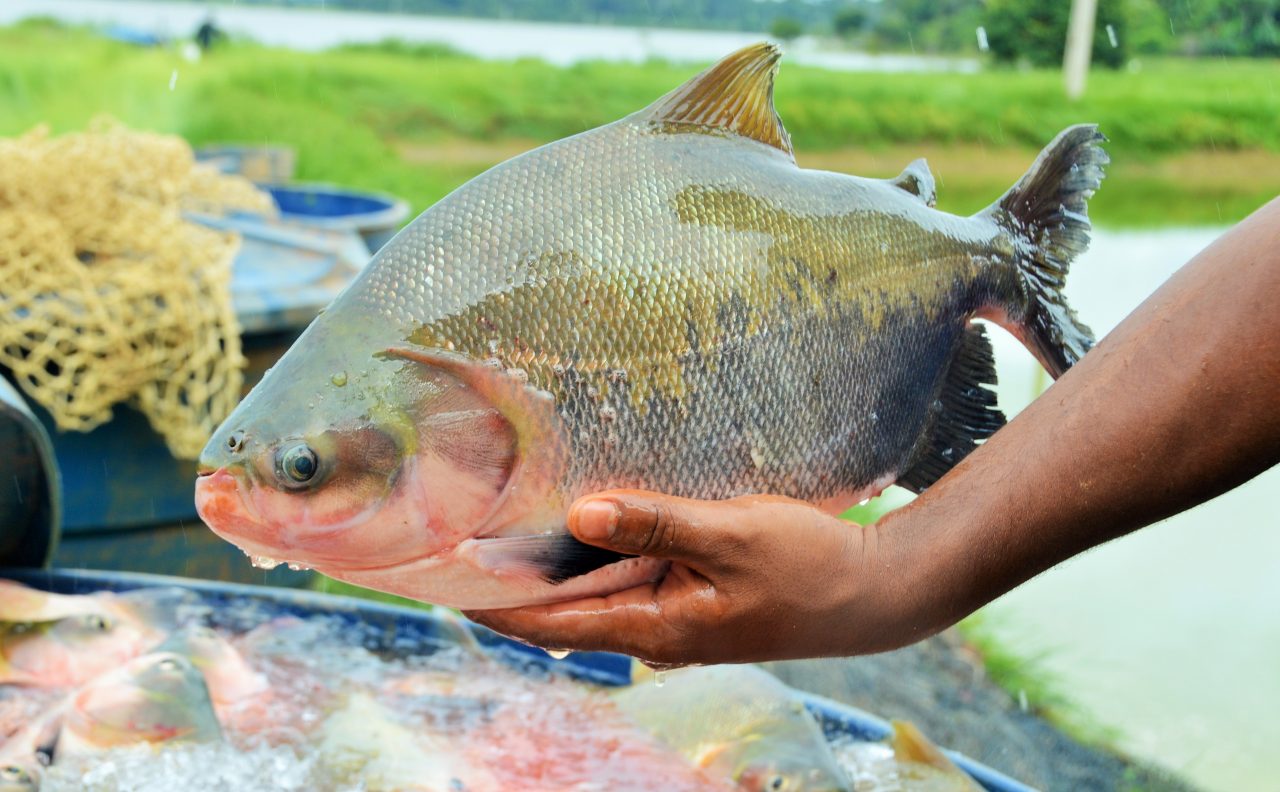 INVESTIMENTO: Ações do Programa Peixe Saudável devem fomentar piscicultura