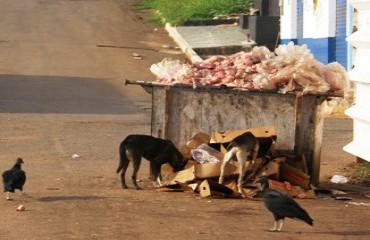 Contêiner de lixo recheado de carniça atrai cães, urubus e moscas no centro da Capital