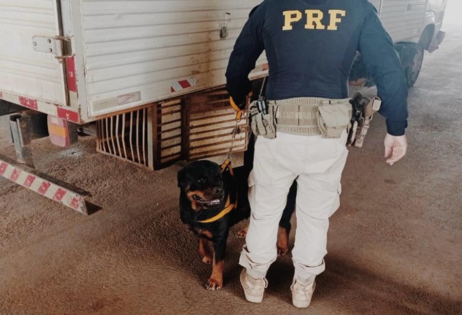 DENUNCIADO: Rottweiler e gato eram transportados em caixa dentro de baú de caminhão