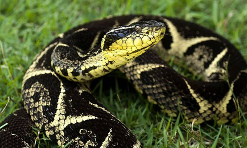 Mulher encontra 2ª cobra mais venenosa do mundo em sua cama na