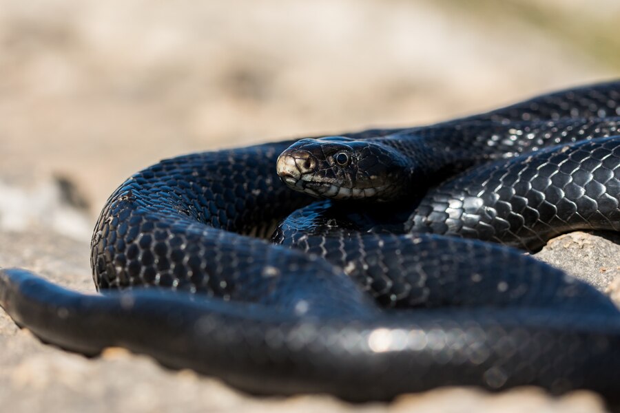 VENENOSA: Bebê de um ano morde cobra e o animal leva a pior 