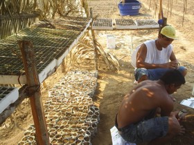 Projeto “Cultivando a Liberdade” gera resultados na Colônia Penal Ênio Pinheiro