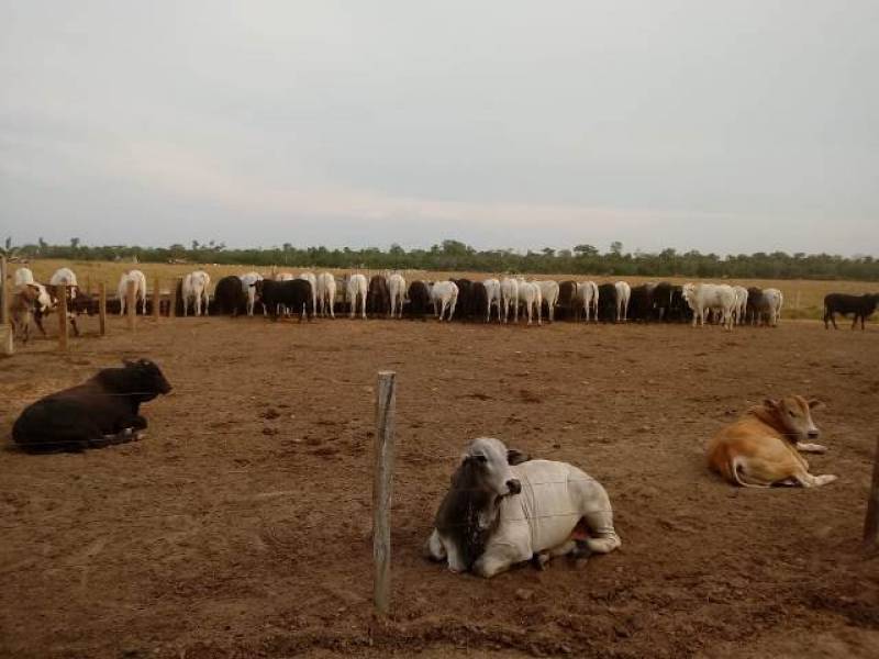 LUCRO: Com alta na produção de grãos, pecuaristas investem em confinamentos em RO