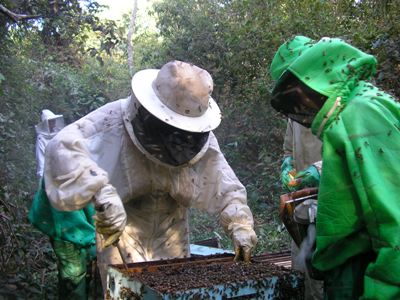 Apicultores de RO têm palestra internacional em Vilhena