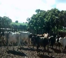 Quarteto rouba gado e mata filho de dono de propriedade na Zona Rural