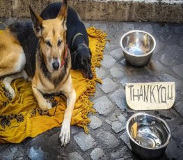 Humanos se preocupam mais com o sofrimento de um cachorro do que de uma pessoa