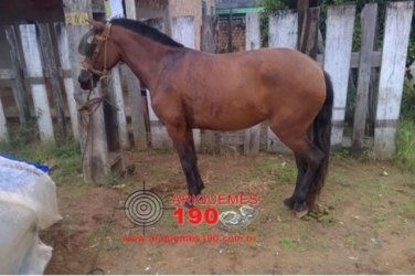 Cães perseguem cavalo e causam confusão na cidade