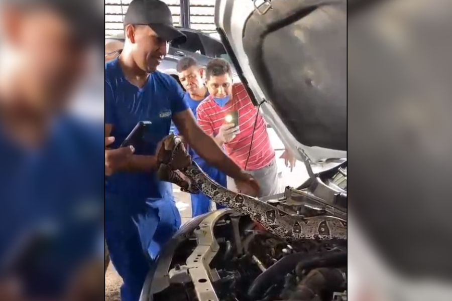 VEJA VÍDEO: Mecânicos acham jibóia de 2 metros dentro de carro no Acre
