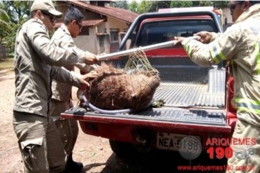 Bombeiros retiram animal silvestre que invadiu mercearia