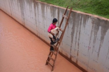 Vândalos jogam cachorro dentro de canal de drenagem