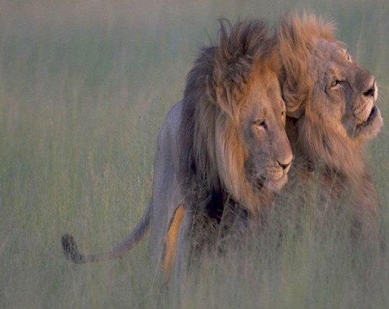 Casal de leões gays é flagrado copulando na África