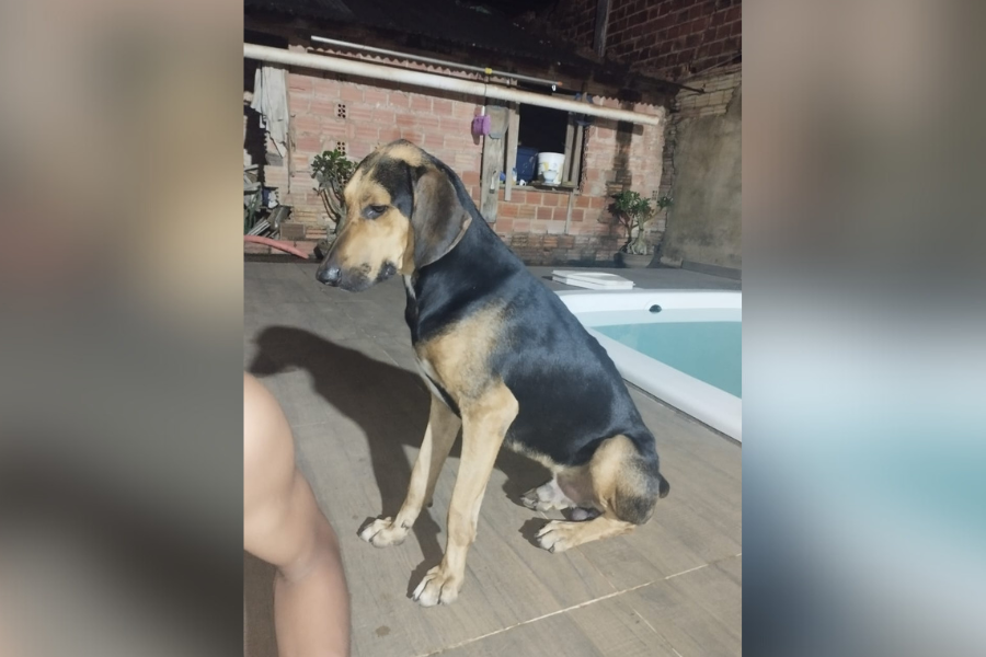 FUGIU: Cachorro SRD ‘Dante’ desaparecido no bairro Três Marias