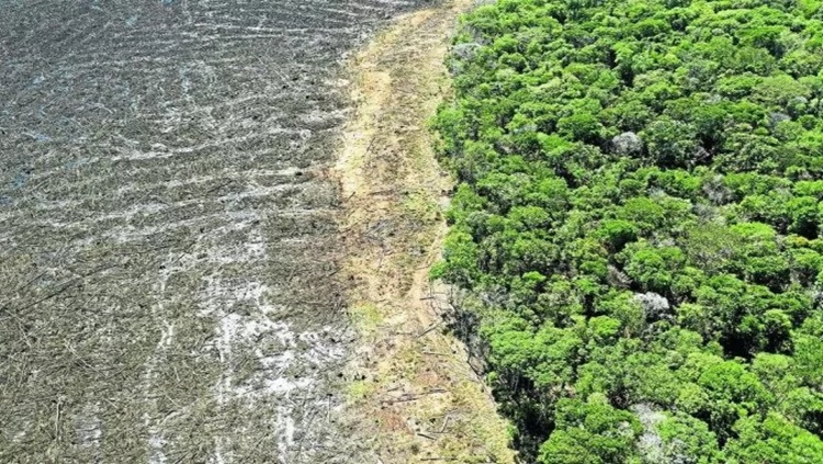 MEIO AMBIENTE: Mais de 8 mil km² de florestas estão devastados na Amazônia