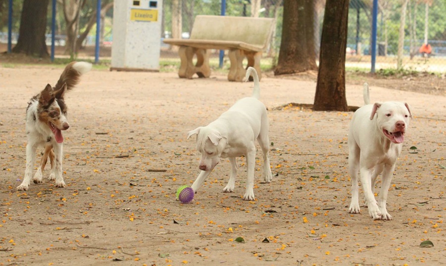 PERIGO: Governo Federal determina recolhimento de petiscos para cães