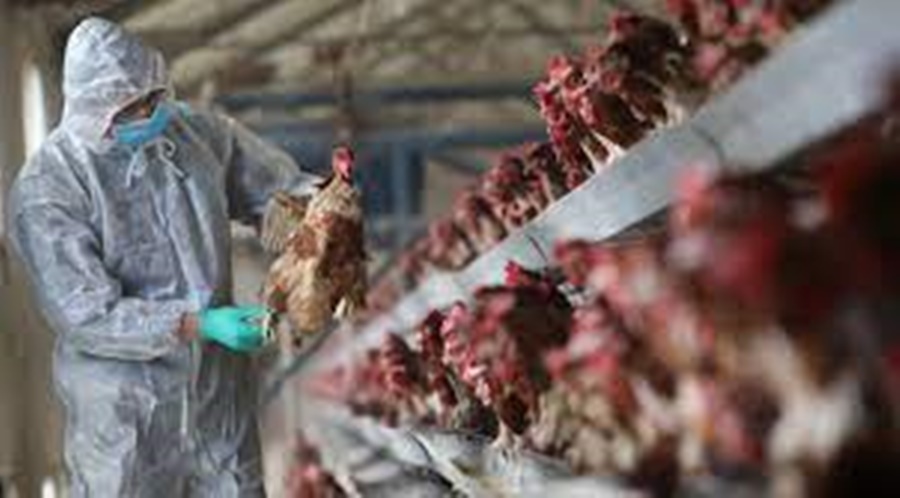 MEDIDAS: Peru declara emergência sanitária devido à gripe aviária