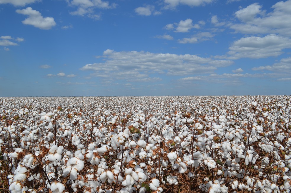 SAFRA: Conab estima aumento de 88,5% da produção de algodão em Rondônia