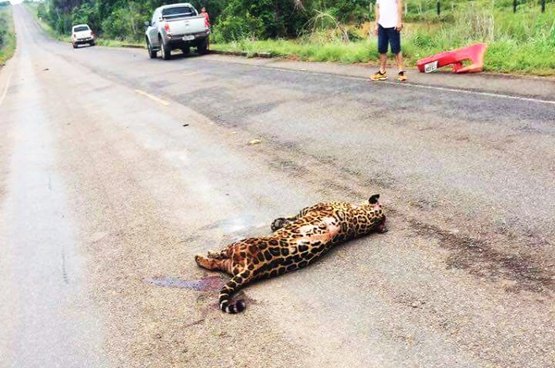 Onça pintada morre atropelada na BR 319 trecho Humaitá/ Porto Velho