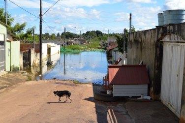 CHEIA – Doentes e abandonados animais domésticos vagam em bairro alagado – Fotos