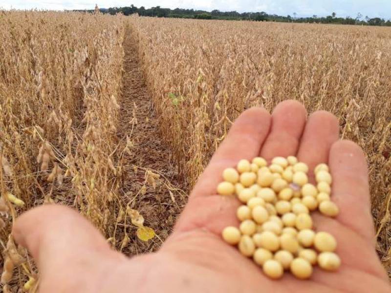 LAVOURA: Preocupados com clima e preço, agricultores estão em plena colheita de soja