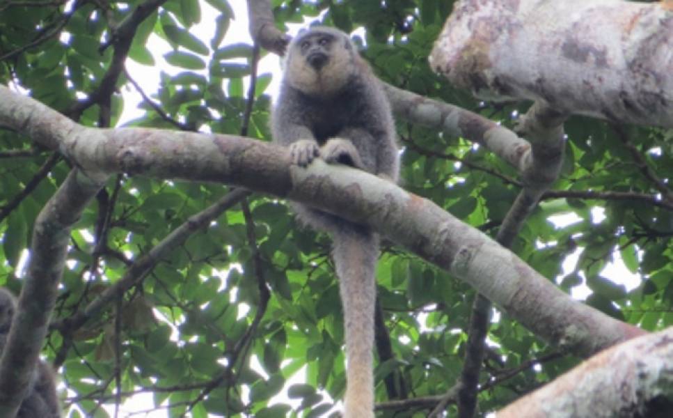 DESCOBERTA: Pesquisadores descobrem nova espécie de macaco na divisa entre Rondônia e Mato Grosso