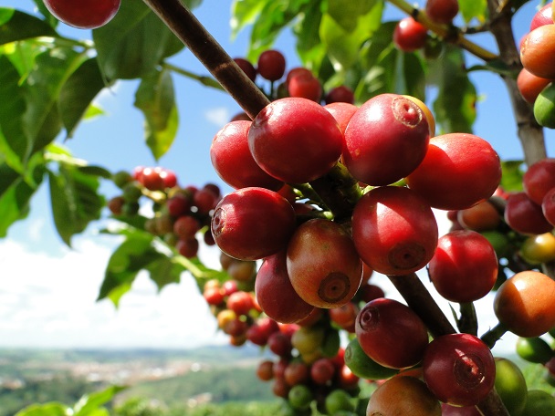 PRODUÇÃO: Conab aponta queda na produção de café em 2019 devido fenômeno bianual