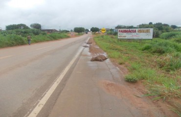 JARU - Invasão de capivaras em rodovia pode ocasionar acidentes