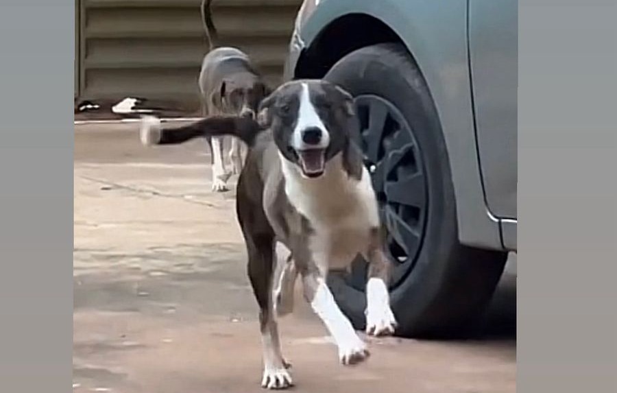 AU-AU: Tutora procura por cão ‘Pirulito’ desaparecido em Porto Velho