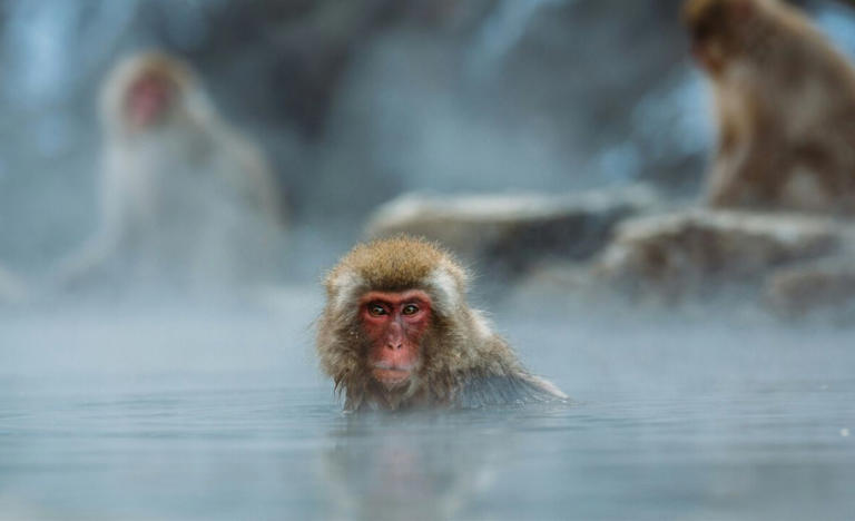 CULPA DOS MACACOS: Bióloga atribui aos macacos o hábito humano gostar de álcool