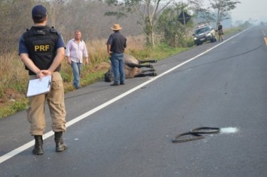 Animal na pista causa acidente